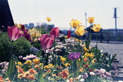 「Тюльпаны (tulip)」 (film)