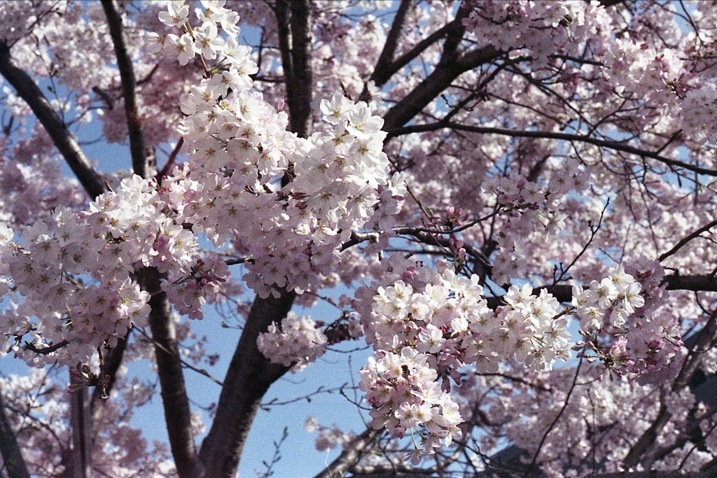 「Spring One Roll: 01」 (film)