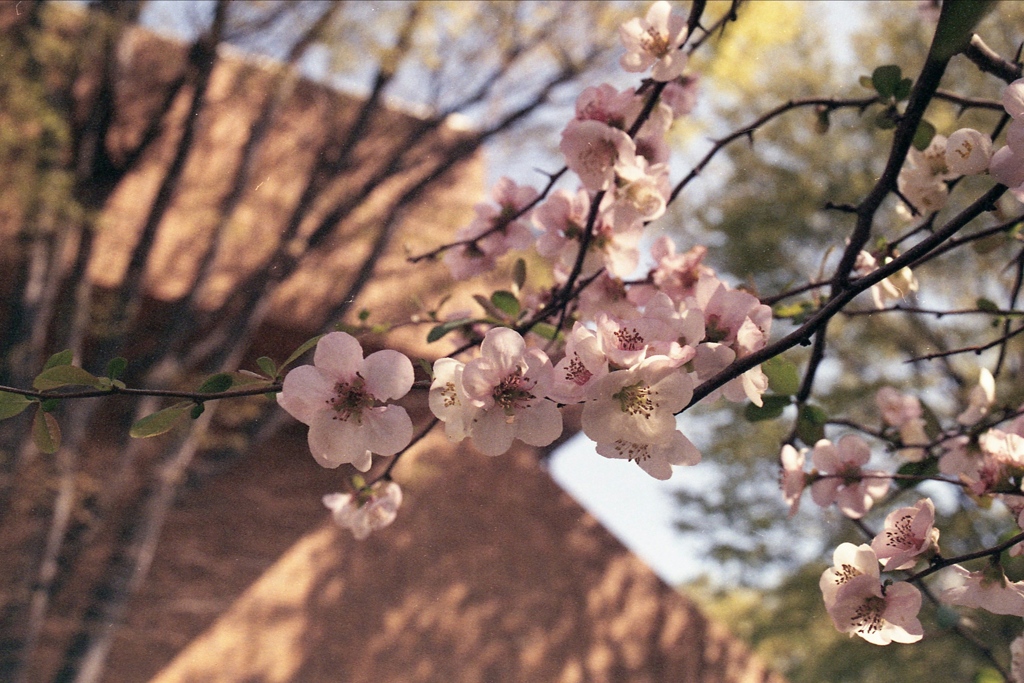 「木瓜」 (film)