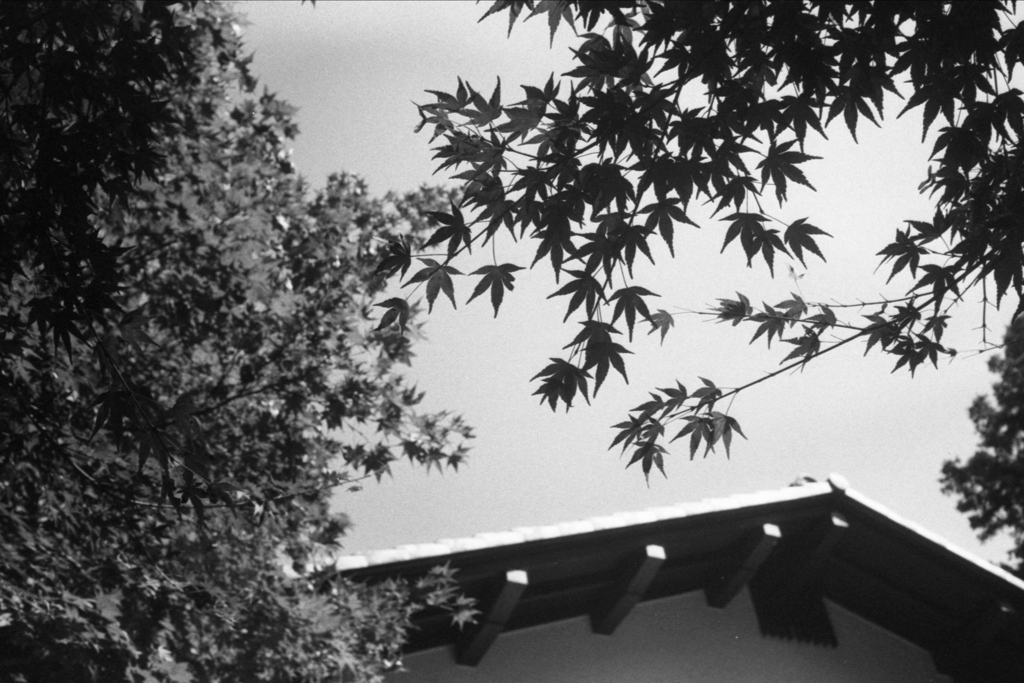 「秋の空」 (film)