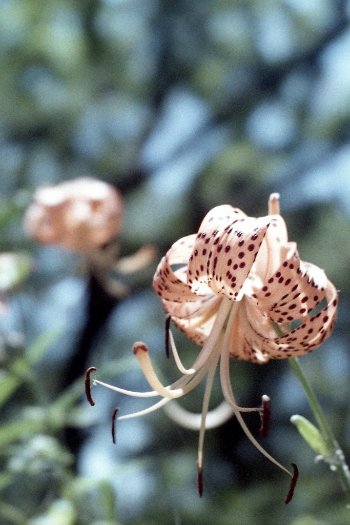 「Tiger Lily」 (film)