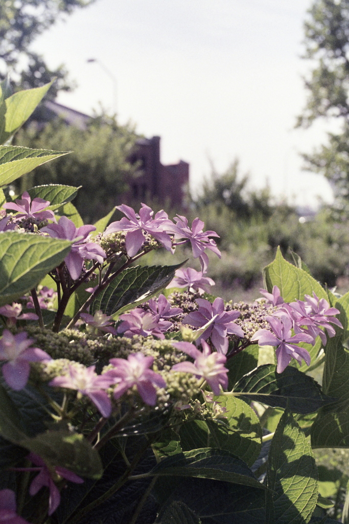 「紫陽花」 (film)