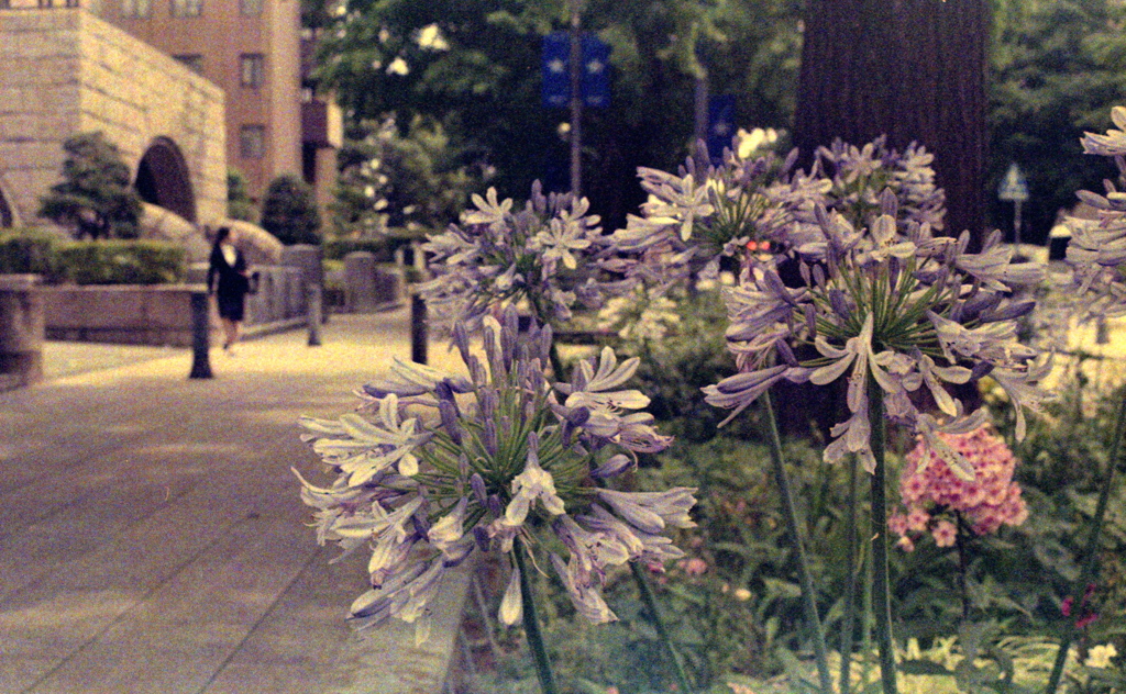 「アガパンサスの朝」 (film)