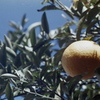 「orange」 (film)