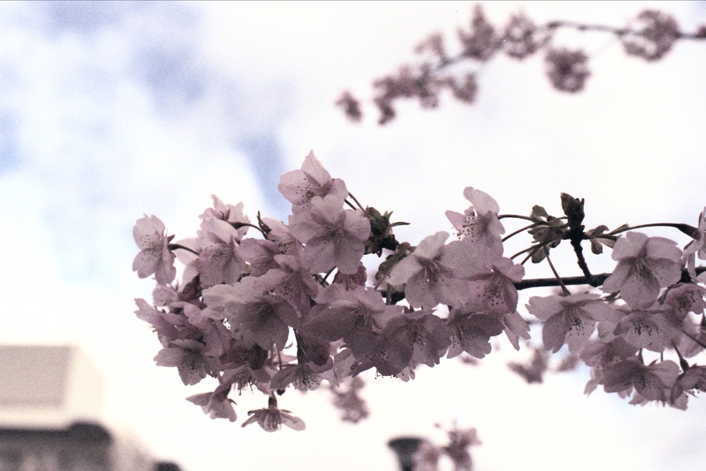 「早咲き」 (film)