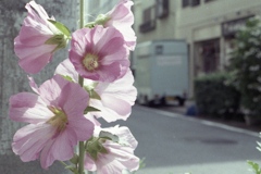 「街角flower」 (film)