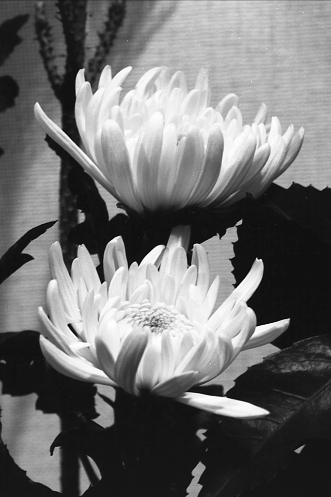 「白菊（室内）」 (film:HR20)