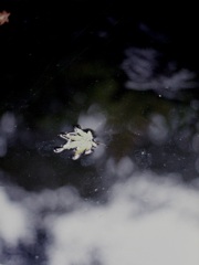 「Tiny Autumn」 (film)