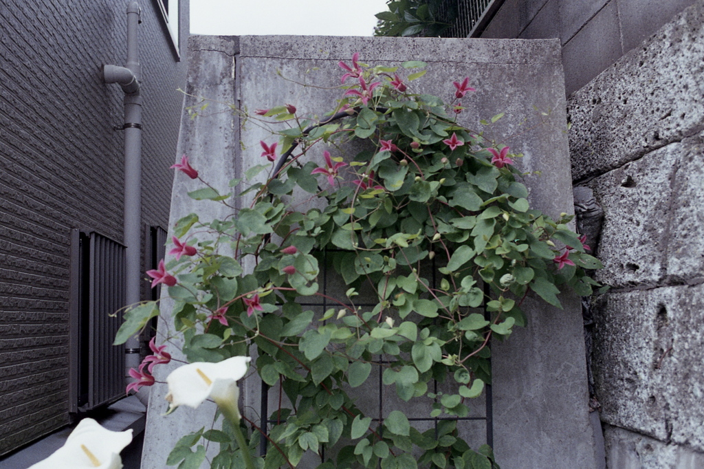 「街角flower」 (film)