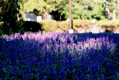 「Light & Shadow 03」 (film)