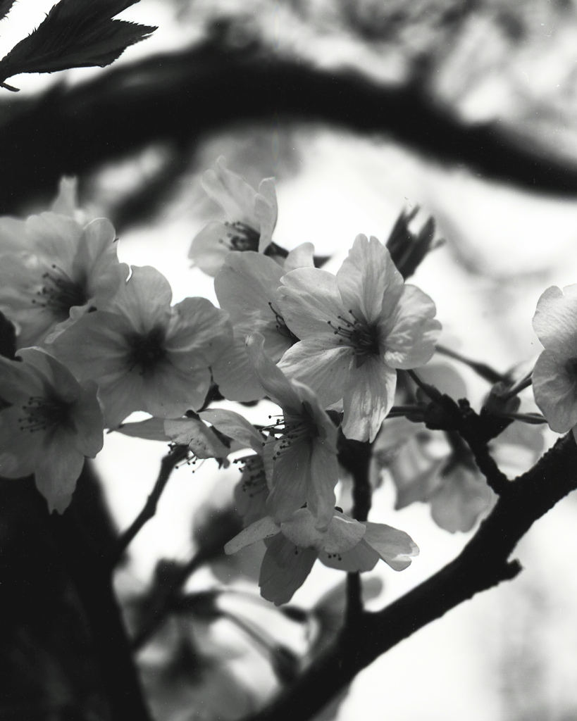 「Sakura White」 (film:HR20)