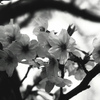 「Sakura White」 (film:HR20)