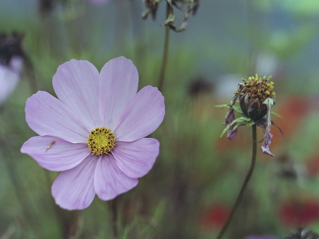 「12/6 Flower」 (film)