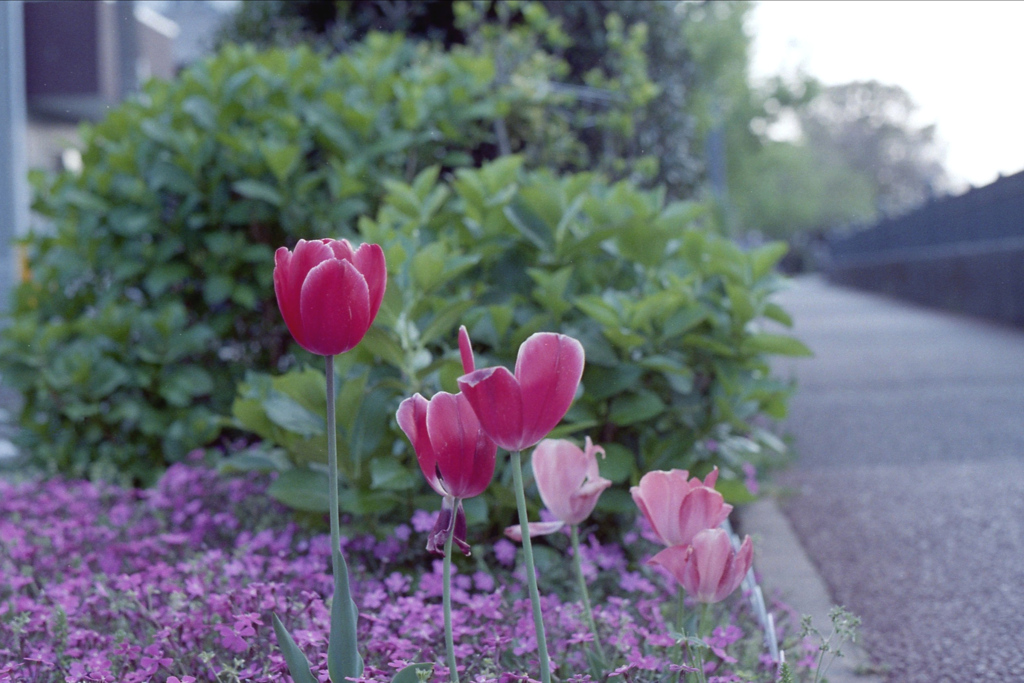 「tulip」 (film)