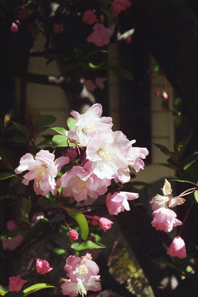 「花をめしませ 04」 (film)