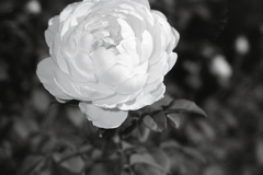 「white flower」 (film:HR20)
