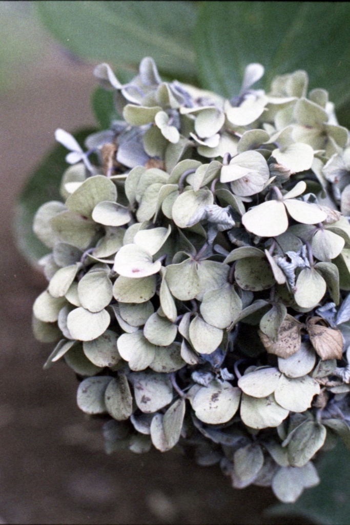 「紫陽花」 (film)