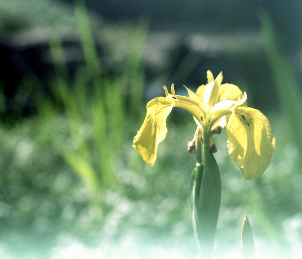 「黄菖蒲」 (film)