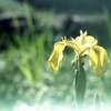 「黄菖蒲」 (film)