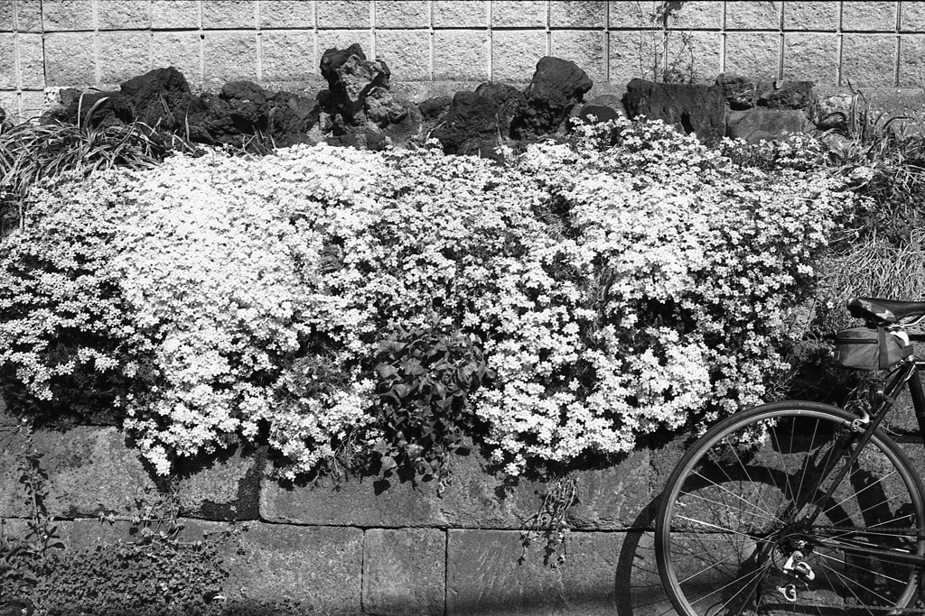 「自転車通勤１年記念: モノクロVer.」 (film)