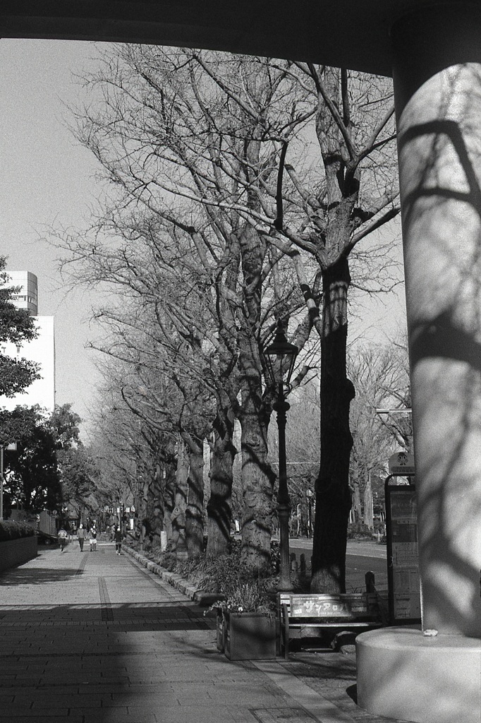 「並木道」 (film)