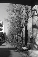 「並木道」 (film)