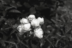 「Rose」 (film:HR20)