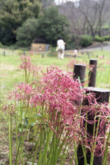 「久良岐公園で」 (film)