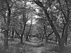 「桜林: 花のあと」 (film)