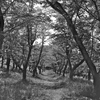 「桜林: 花のあと」 (film)