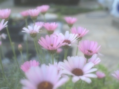 「flower」 (digital)