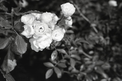 「バラ園で」 (film:HR20)