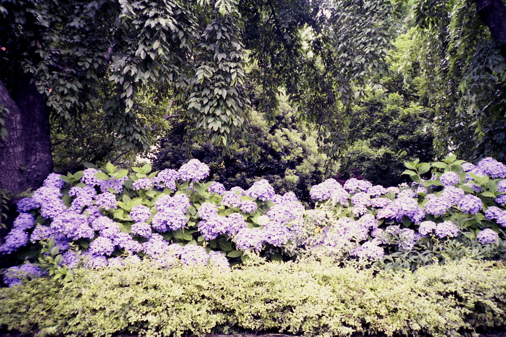 「紫陽花 in  山下公園」 (film)