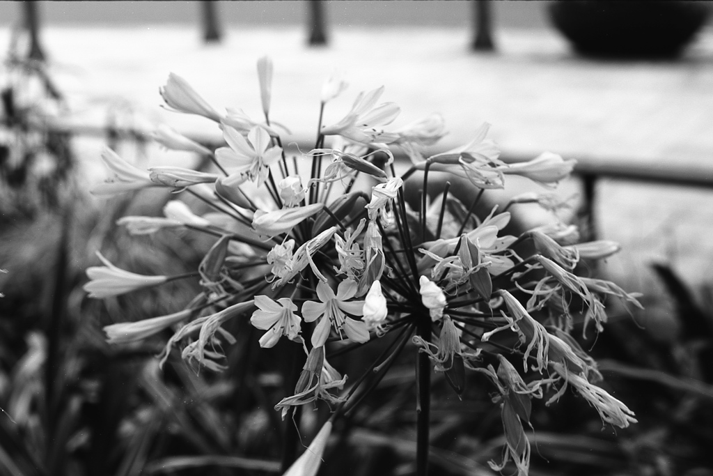 「summer」 (film:HR20)