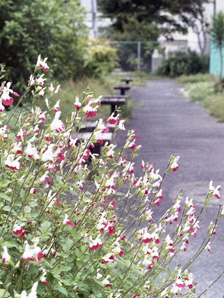 「公園で」 (film)