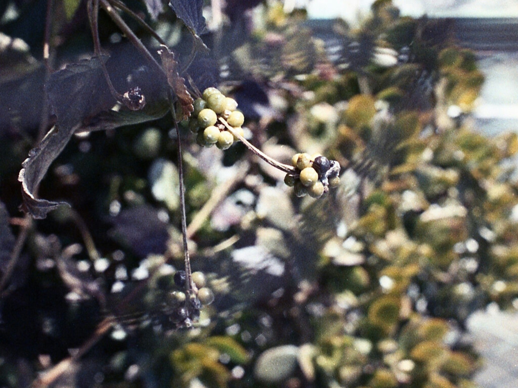 「不思議写真①」 (film)