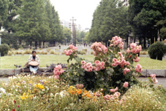 「横浜大通り公園」 (film)