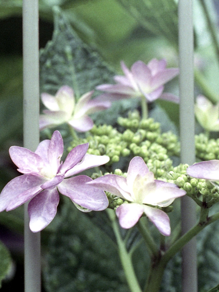 「紫陽花」 (film)