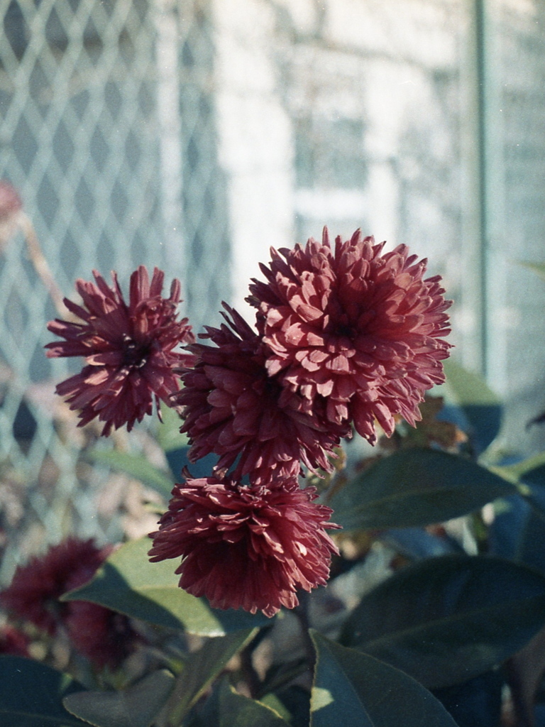 「flower」 (film)