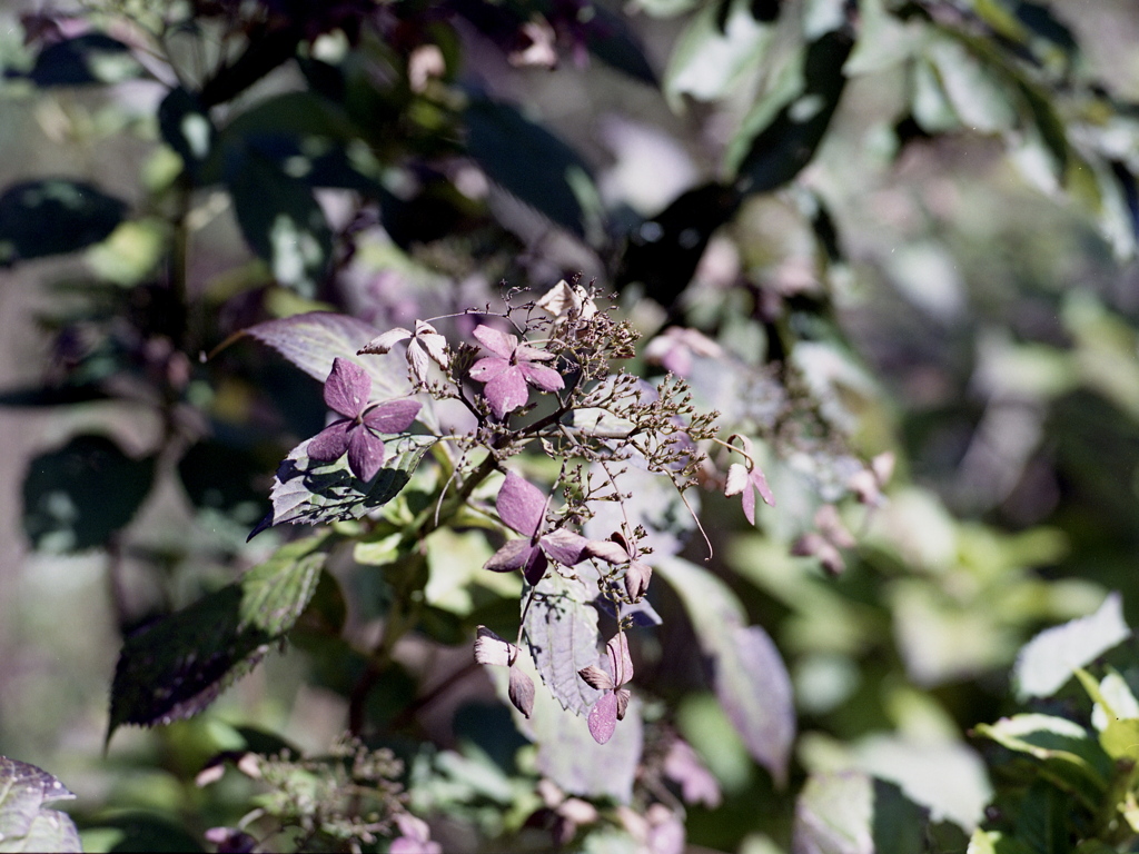 「Autumn Hydrangea」 (film)