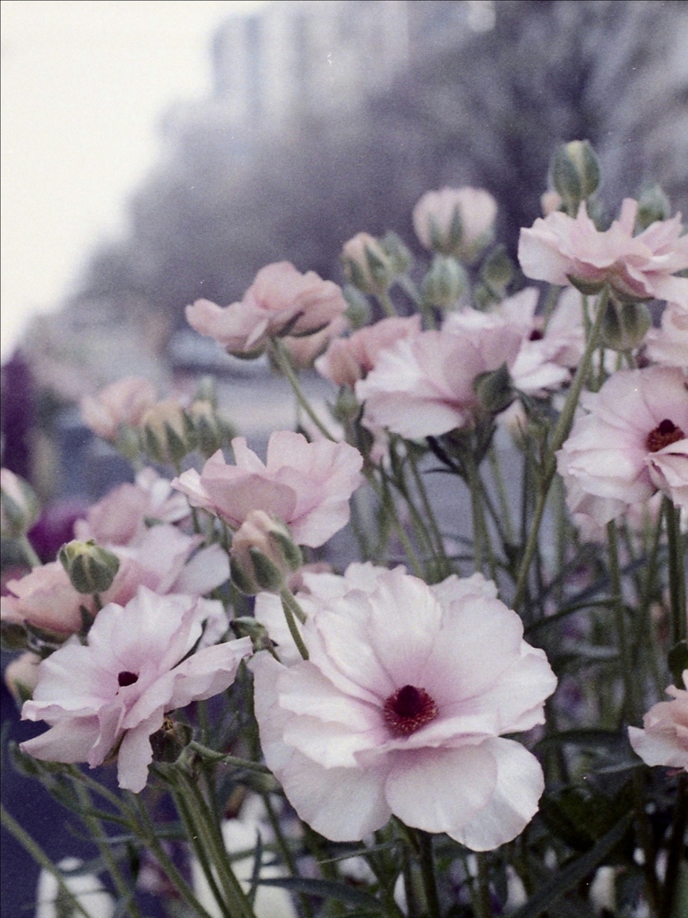 「ハーフで行こう：花」 (film)