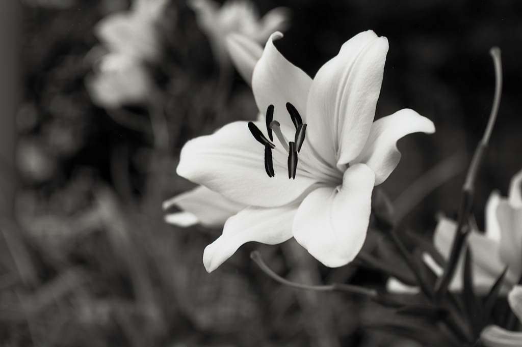 「Lily」 (film:HR20)