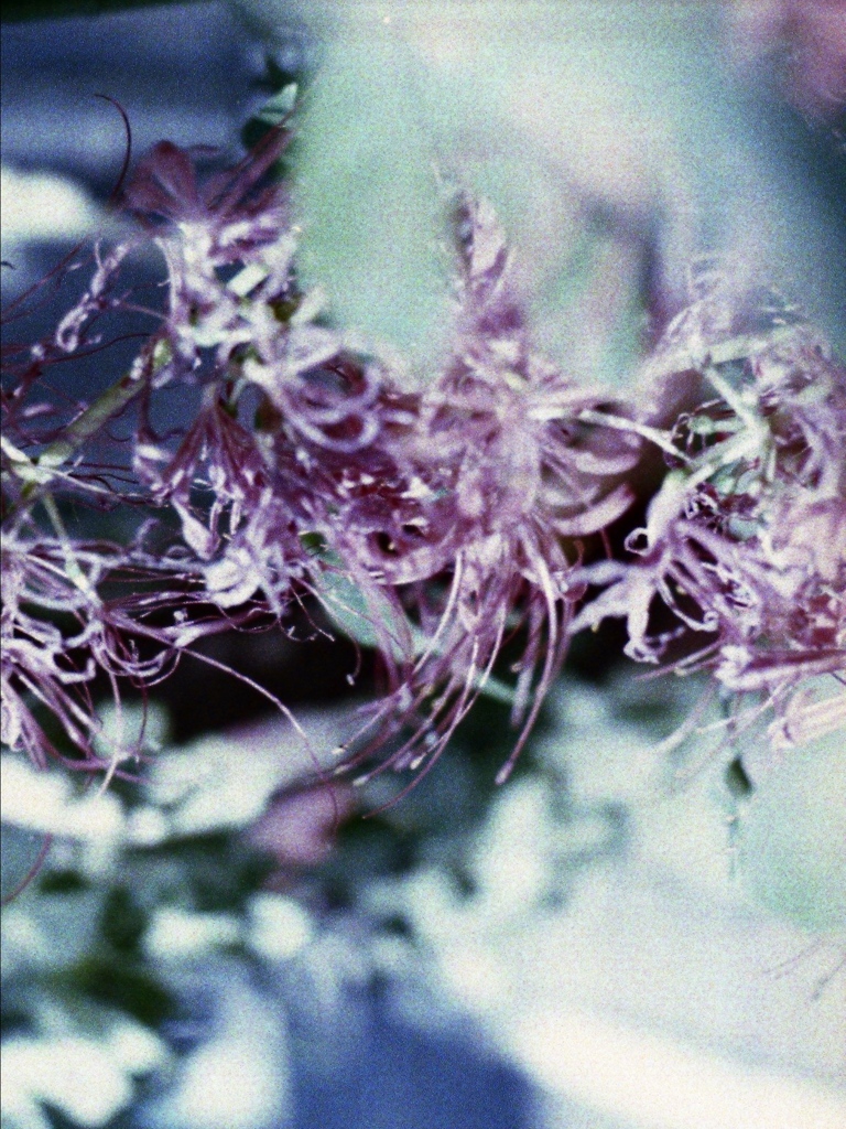 「ヒガンバナ（出しそびれ）」 (film)