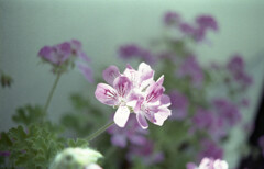 「街角flower」 (film)
