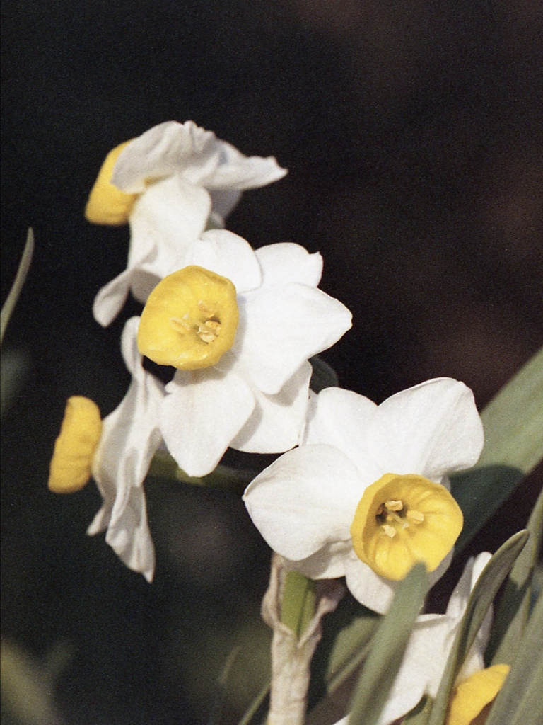 「スイセン」 (film)