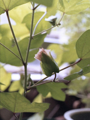 「綿花」 (film)