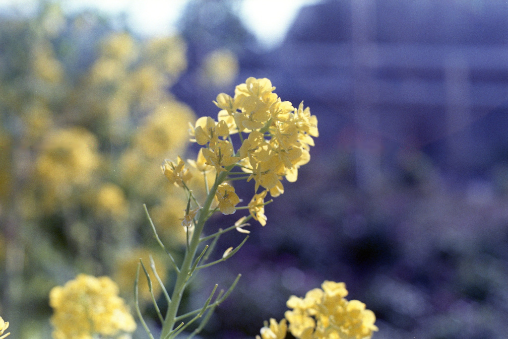 「街角flower」 (film)