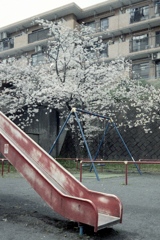 「公園1本桜」 (film)