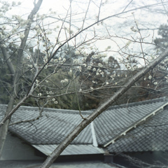 「白梅」 (film)