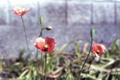 「街角Flower」 (film)